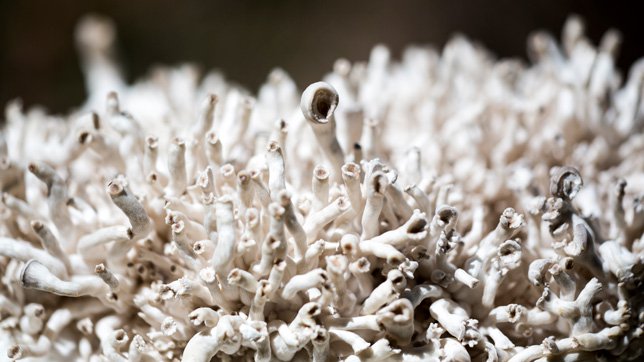 Da funghi a ciotole: l'alba di una rivoluzione biotecnologica