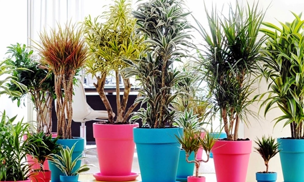 migliorare inquinamento indoor con le piante